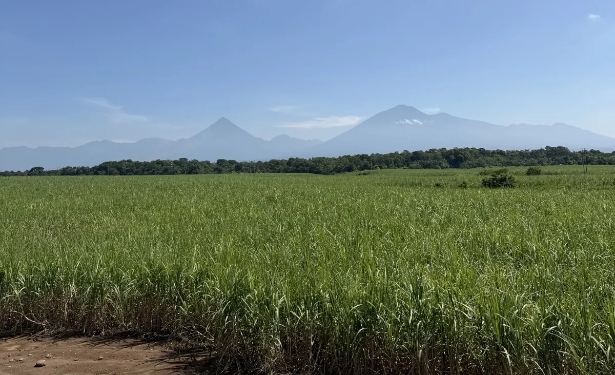 Cañaverales con los volcanes de Guatemala al fondo bajo un cielo despejado